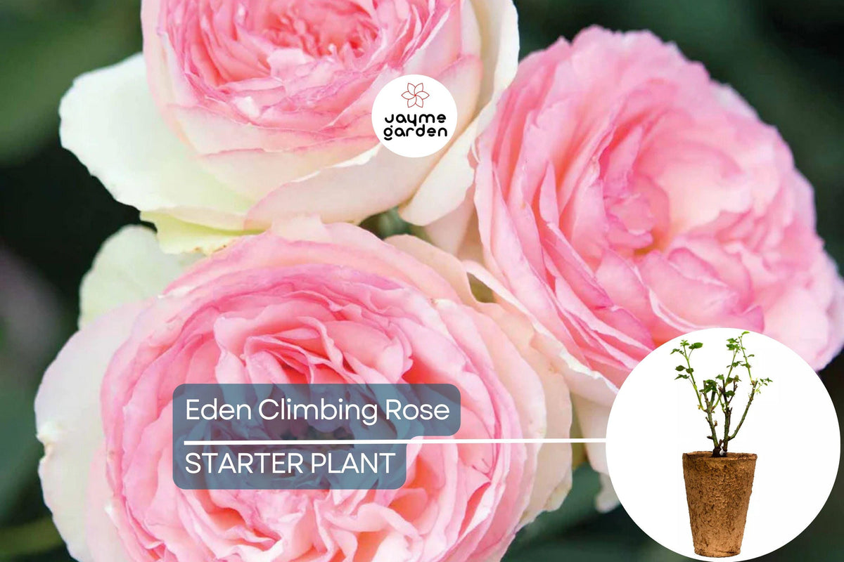 Eden Climbing Rose 1.5 Gal – Fragrant Pink Blooming Rose, Own Root, Hardy Zones 5-9, Trellis & Arch Climber, Award-Winning Rosa 'MEIviolin'