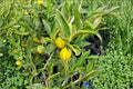 Hong Kong Kumquat Seeds | Centennial Variegated Citrus | Evergreen Small Tree | Citrus japonica ‘Centennial’