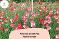 50+ America Sweet Pea Seeds for Garden Planting | Lathyrus odoratus | Red & White Bicolor Flowers