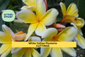 White Yellow Plumeria Cutting – 10" Unrooted Frangipani, Plumeria rubra, Tropical Flowering Tree, Fragrant Bloom, Florida Grown