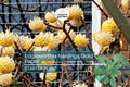 Edgeworthia Winter Gold Paper Bush Live Plant | Fragrant Yellow Blooms | Shade Garden Shrub | Zones 7-9