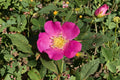 Wild Rose Seeds – Rosa woodsii, Native Prairie & Mountain Flower, 25 Seeds for Wildlife Gardens & Native Landscaping