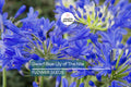Dwarf Agapanthus Seeds – Blue Lily of the Nile ‘Peter Pan’ Perennial Flower for Borders & Containers, Zone 8-11