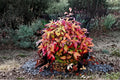 Nandina Domestica Live Plants - Heavenly Bamboo Evergreen Shrub with Red Berries, Ornamental Landscape Plant
