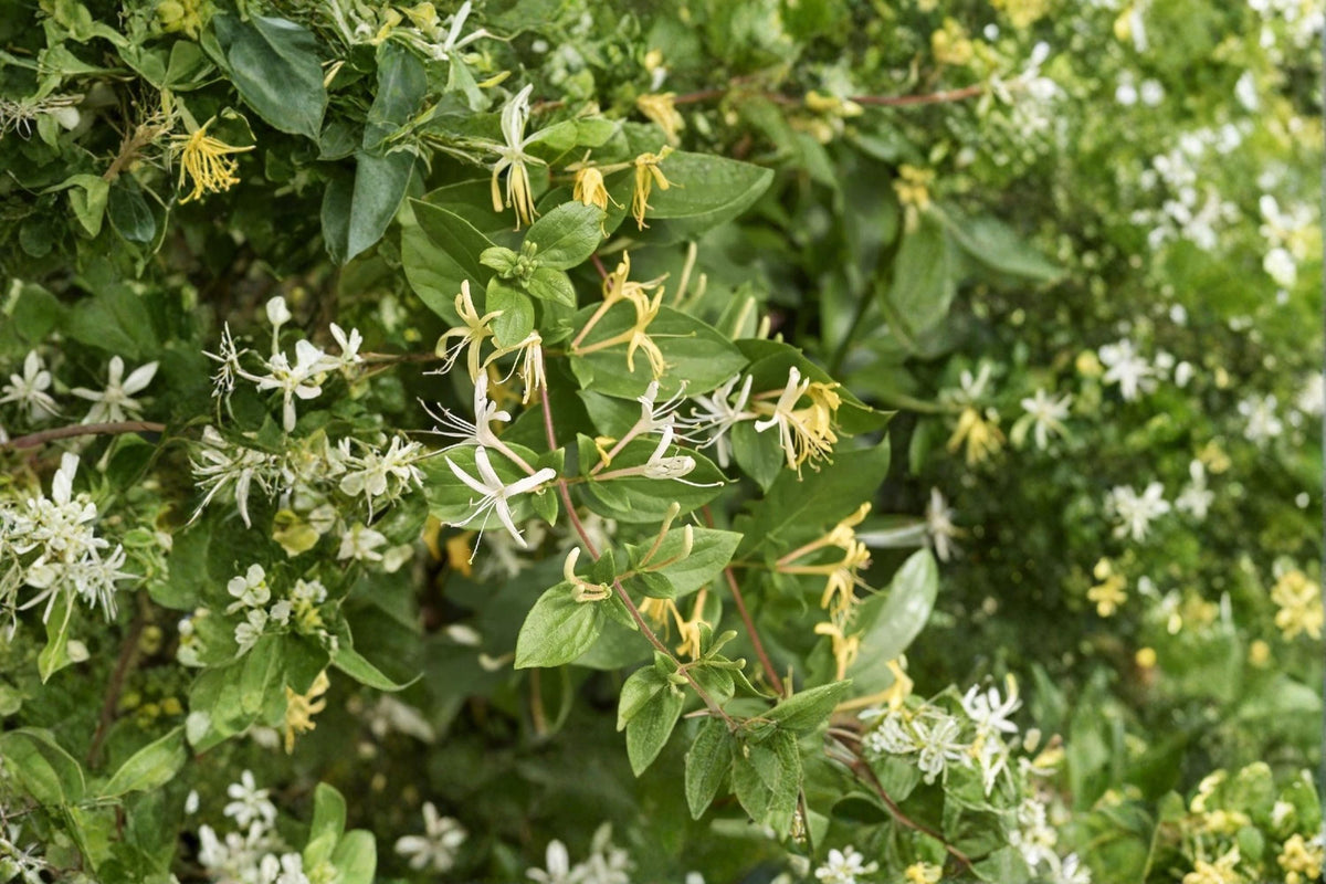 Japanese Honeysuckle Cuttings 15 Unrooted Lonicera japonica Fragrant White Yellow Flowers