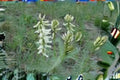 30 Seeds Astragalus drummondii Woolly Milkvetch Native Perennial for Dry Landscapes