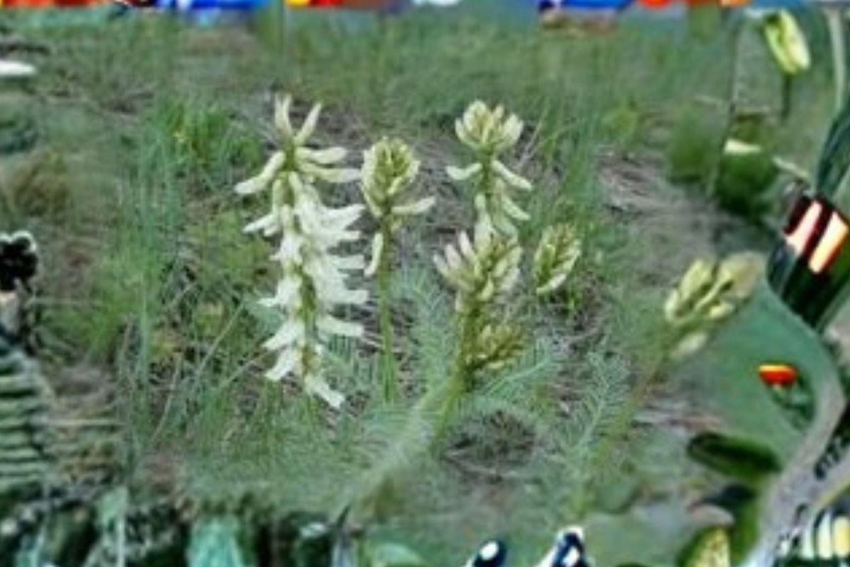 30 Seeds Astragalus drummondii Woolly Milkvetch Native Perennial for Dry Landscapes