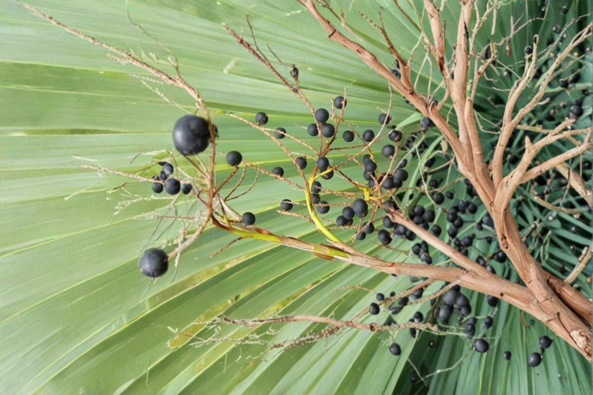 Sabal Palmetto Seeds – Native Cabbage Palm Tree, Cold Hardy, Evergreen Fan Palm, Southeastern US Botanical Name