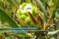 Leucadendron salicifolium Seedling 6"+ Tall | Willow-Leaved Protea Plant | Rare South African Shrub for Landscaping & Cut Flowers