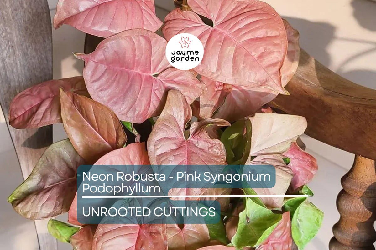 Neon Robusta Pink Syngonium Starter Cutting - 6" Vining Houseplant with Rose-Pink Foliage, Syngonium Podophyllum