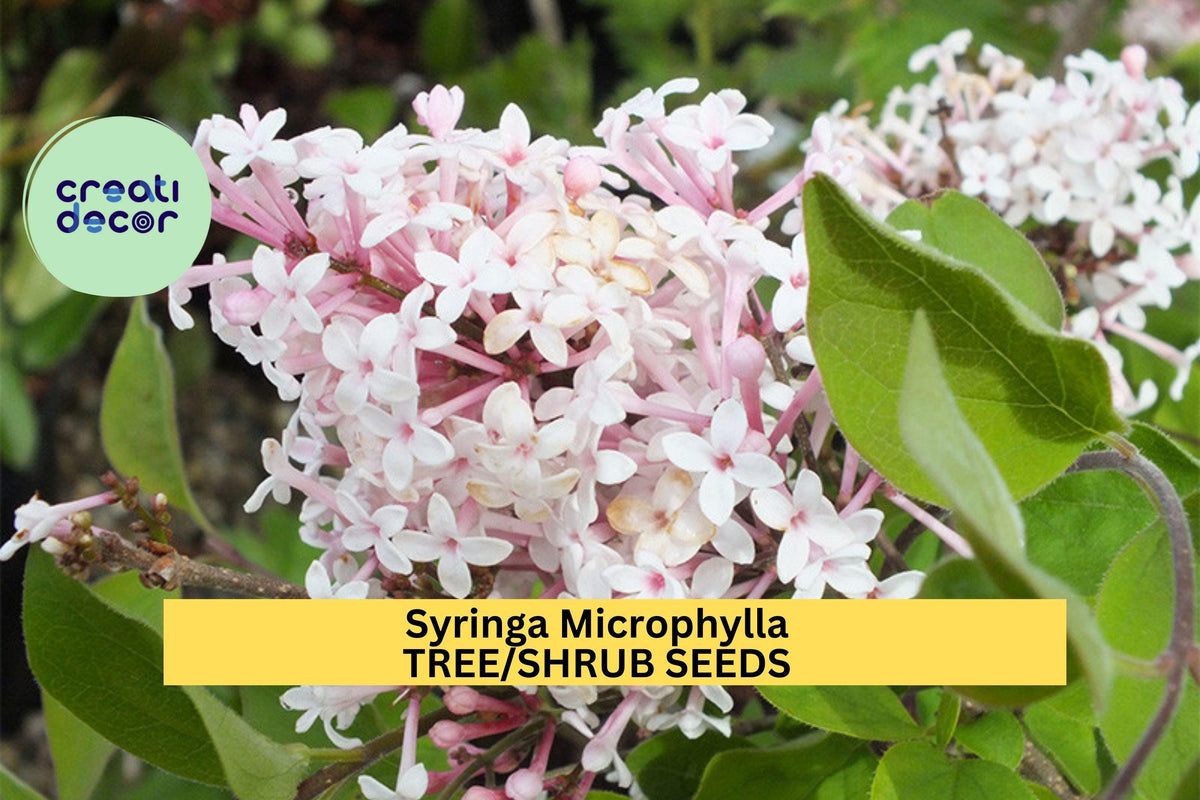 3pcs Syringa Microphylla Seeds – Fragrant Pink Lilac Shrub Seeds for Garden Borders, Cottage Gardens, Pollinator Attracting