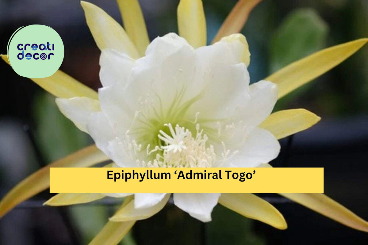 Epiphyllum ‘Admiral Togo’ Live Orchid Cactus - 3-Inch Rooted Hybrid with Large Colorful Blooms, Easy-Care Indoor or Patio Plant