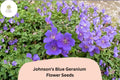 25+ Johnson's Blue Geranium Seeds – Purple Perennial Flowering Plant Geranium x oxonianum for Garden Beds & Containers