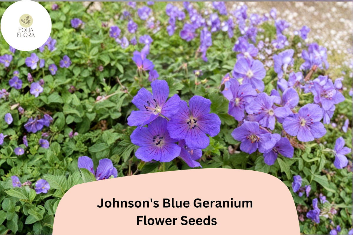 25+ Johnson's Blue Geranium Seeds – Purple Perennial Flowering Plant Geranium x oxonianum for Garden Beds & Containers