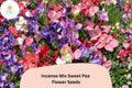 Incense Mix Sweet Pea Seeds | Lathyrus odoratus Climbing Flowers | Mixed Colors for Garden Trellises & Fences (50+ Seeds)