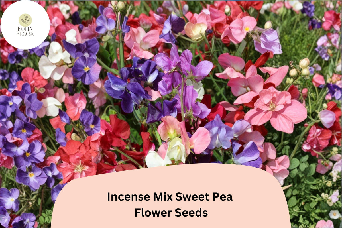 Incense Mix Sweet Pea Seeds | Lathyrus odoratus Climbing Flowers | Mixed Colors for Garden Trellises & Fences (50+ Seeds)