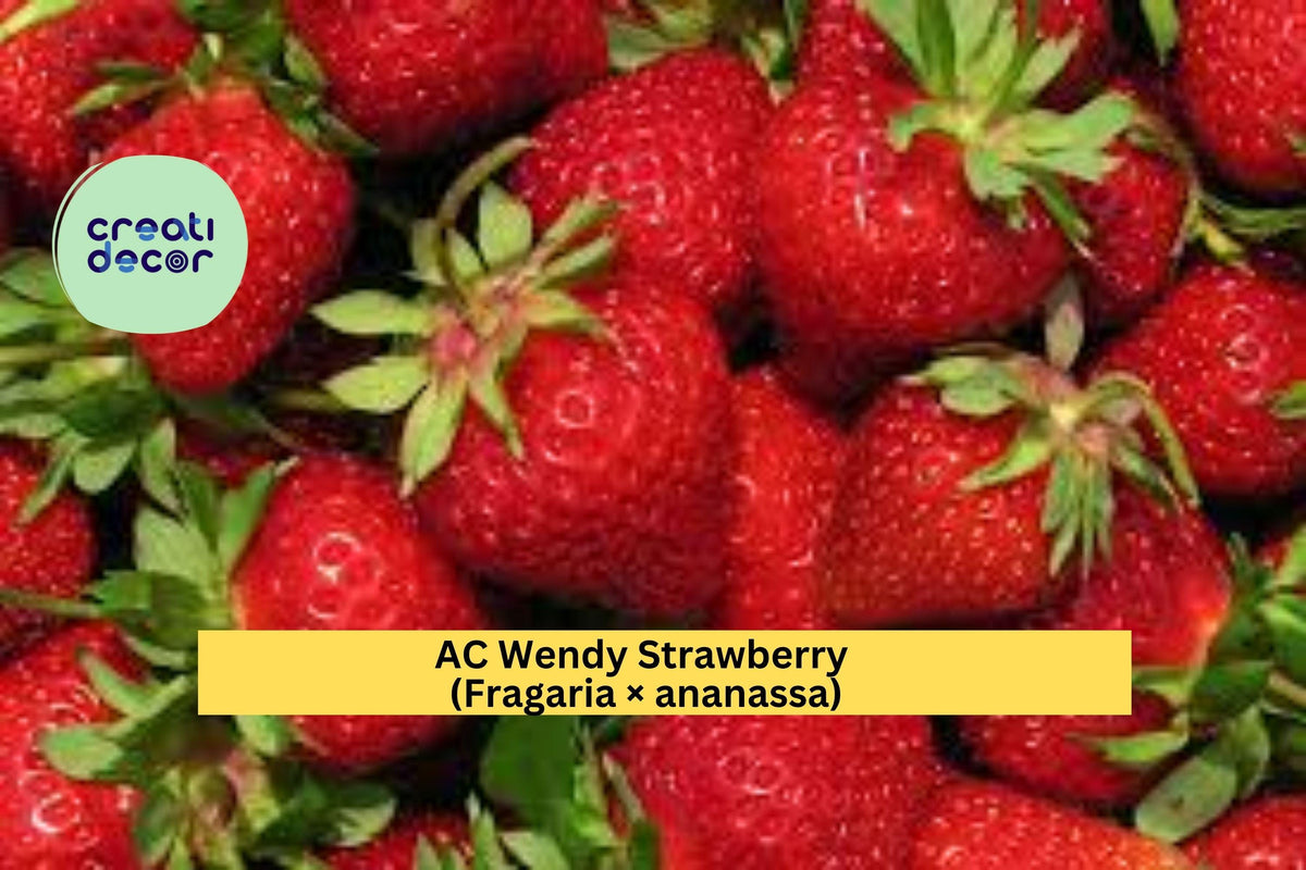 AC Wendy Strawberry Live Plants – 25 Bare Root June-Bearing Fragaria × ananassa Red Fruit Plants
