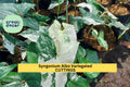 Syngonium Albo Variegated Cutting | Rare Variegated Arrowhead Plant Starter | Green & White Marbled Foliage | Houseplant Propagation
