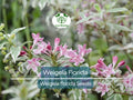 100 Weigela Florida Bush Seeds – Pink & White Flowers, Hardy Perennial Shrub, Pollinator-Friendly, Garden Landscaping, Bulk Pack