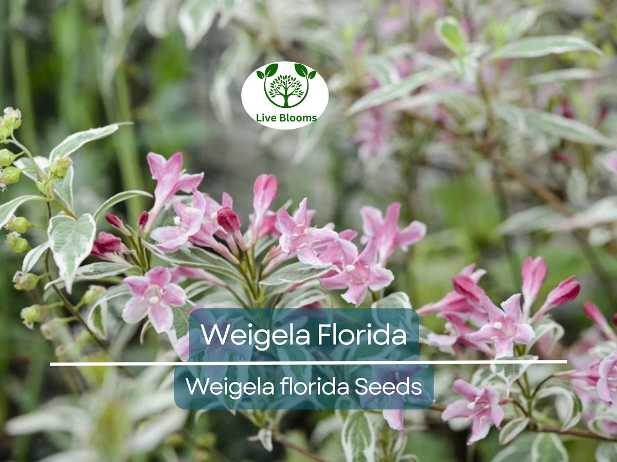 100 Weigela Florida Bush Seeds – Pink & White Flowers, Hardy Perennial Shrub, Pollinator-Friendly, Garden Landscaping, Bulk Pack