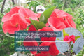 Thai Red Crown of Thorns Starter Plant - Euphorbia Milii, 5-7 Inches, Red Flowers, Drought-Tolerant, Indoor & Outdoor