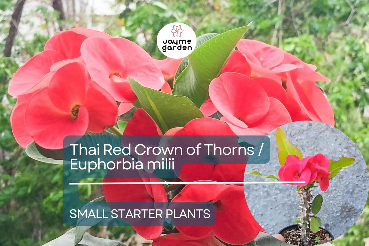 Thai Red Crown of Thorns Starter Plant - Euphorbia Milii, 5-7 Inches, Red Flowers, Drought-Tolerant, Indoor & Outdoor