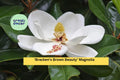 Bracken’s Brown Beauty Magnolia Live Tree | 20–28 Inch Evergreen with Fragrant White Flowers | Magnolia grandiflora