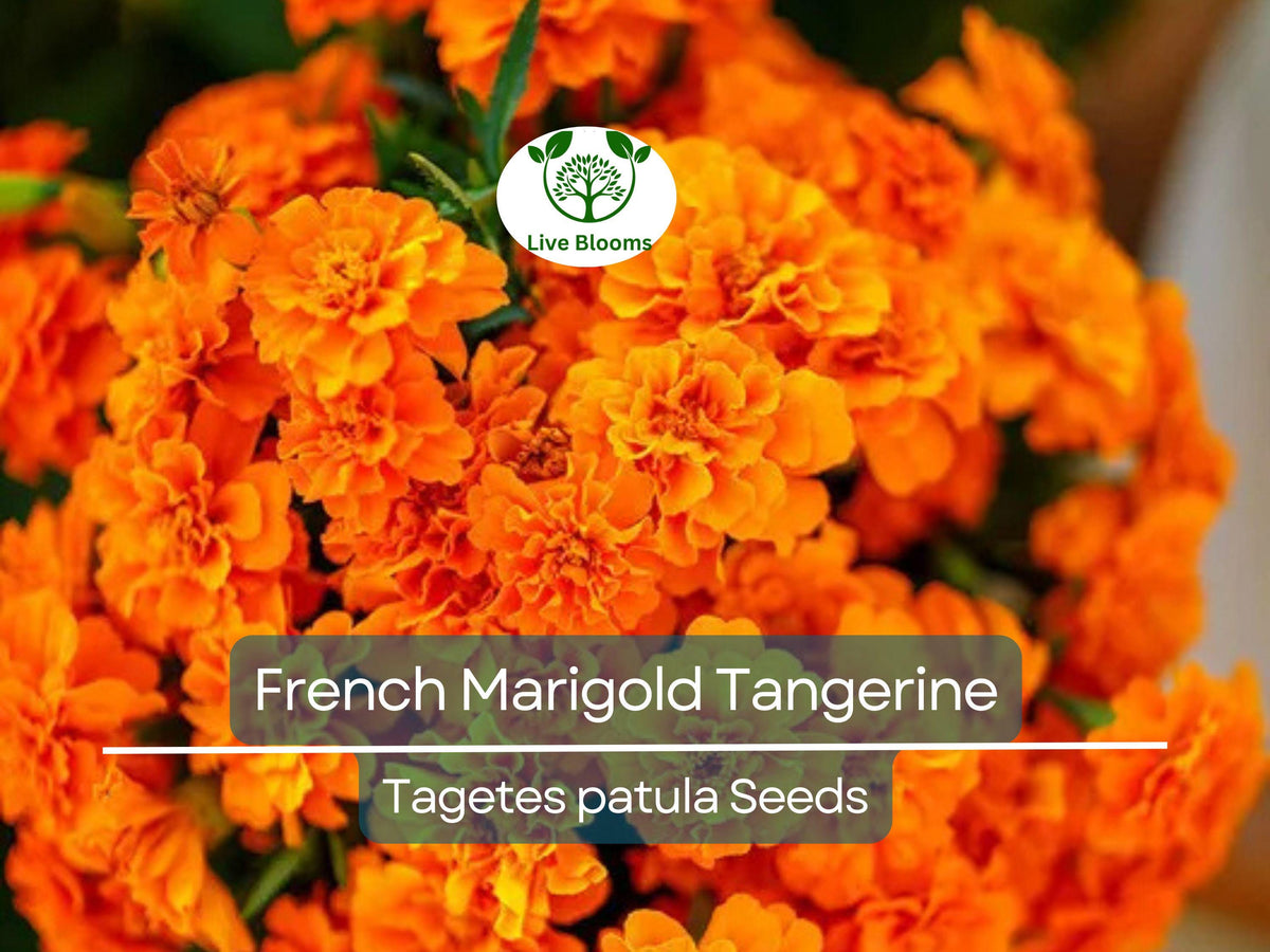 French Marigold Seeds, Tangerine Double Dwarf, Non-GMO, Vibrant Orange Blooms, Beneficial Pollinator Plant, Container & Border Gardening