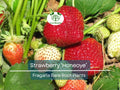 Honeoye Strawberry Plants – Bare Root June-Bearing Fragaria × ananassa – Sweet, Juicy Berries for Garden, Containers, Zones 4-9
