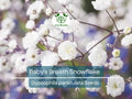 Baby's Breath Seeds Snowflake Gypsophila paniculata Non-GMO Perennial Cut Flowers for Garden and Floral Arrangements