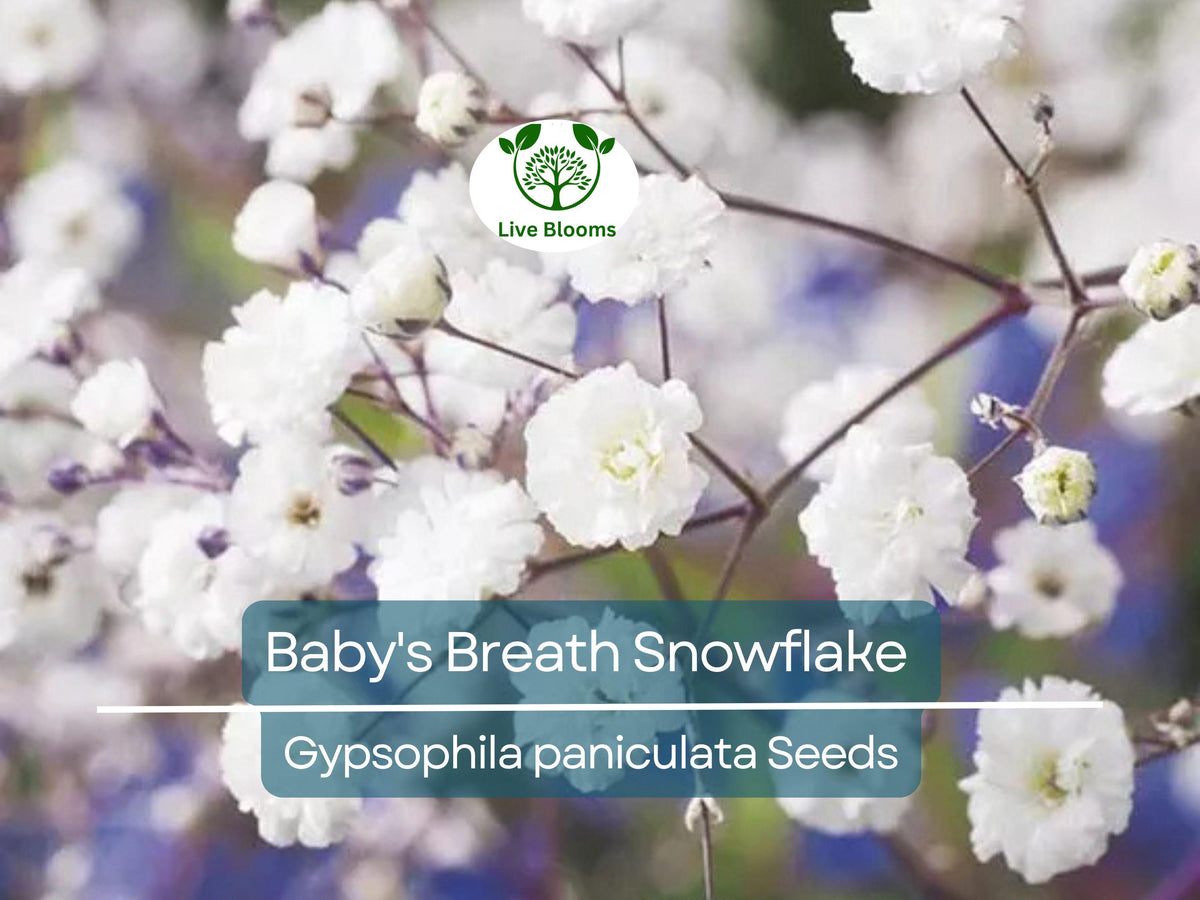 Baby's Breath Seeds Snowflake Gypsophila paniculata Non-GMO Perennial Cut Flowers for Garden and Floral Arrangements
