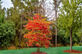Sassafras albidum Live Plants - Native Ornamental Tree, 1-2 ft Bare Root, Deciduous Foliage, Autumn Colors
