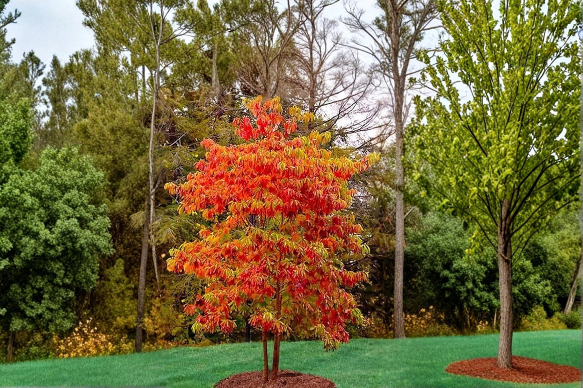 Sassafras albidum Live Plants - Native Ornamental Tree, 1-2 ft Bare Root, Deciduous Foliage, Autumn Colors
