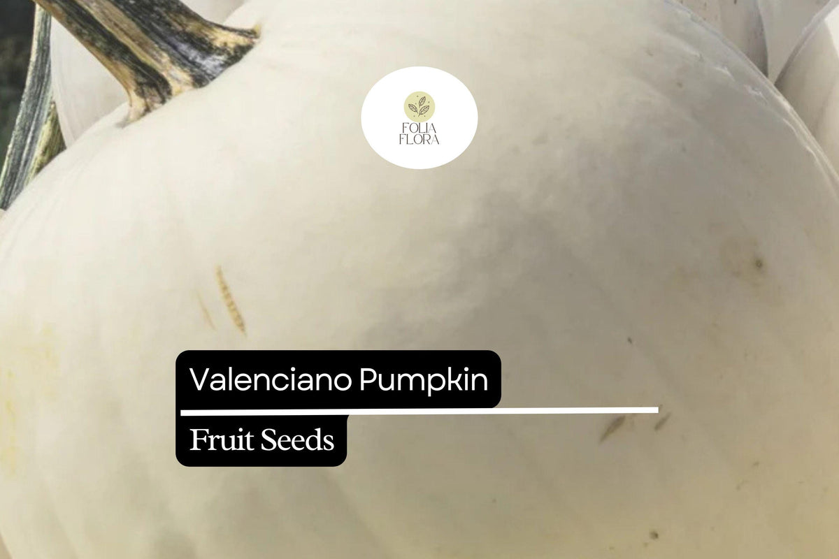 Valenciano Pumpkin Seeds – White Heirloom Cucurbita pepo for Decoration & Cooking, 5 Pack