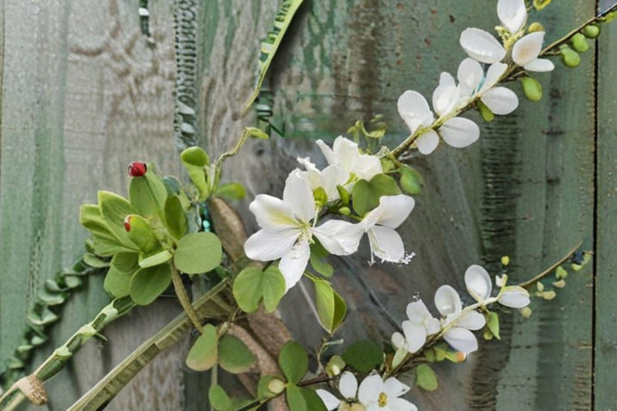 Bauhinia alba Seeds – White Orchid Tree Flowering Plant for Gardens & Landscaping, Fragrant Blooms, Tropical & Subtropical