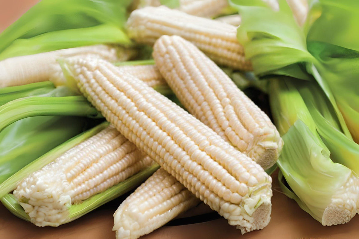 Silver Queen Sweet Corn Seeds – 35 Hybrid White Kernel Corn for High-Yield Garden, Zea mays