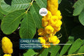 Candle Bush Seeds, Cassia Alata, Senna Alata, Tropical Shrub, Butterfly Flower, Pollinator Plant, Fast-Growing Garden Seeds