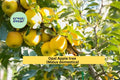 Opal Apple Tree Cuttings | 3 Fresh Malus domestica Scions for Grafting & Propagation | Yellow-Golden Fruit Variety