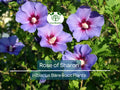 Set of 2 Rose of Sharon Shrubs – Hibiscus syriacus Bare Root Plants, 10–18" Tall, Hardy Flowering Bushes for Garden, Hummingbird & Pollinator Friendly