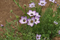 Birds Eyes Seeds – Gilia tricolor – California Native Wildflower for Pollinators, Spring Bloom, 100 Seeds
