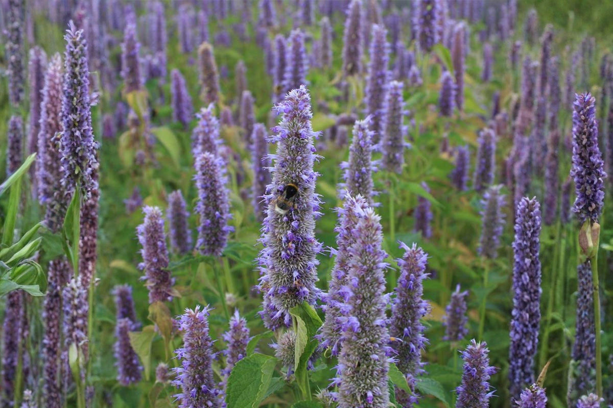 100 Anise Hyssop Seeds – Agastache foeniculum – Native Pollinator Herb – Blue Giant Hyssop Seed Pack