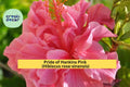 Live Pride of Hankins Pink Hibiscus Plant – Rooted Tropical Flowering Shrub with Red-Pink Triple Blooms, Hibiscus rosa-sinensis for Garden & Patio