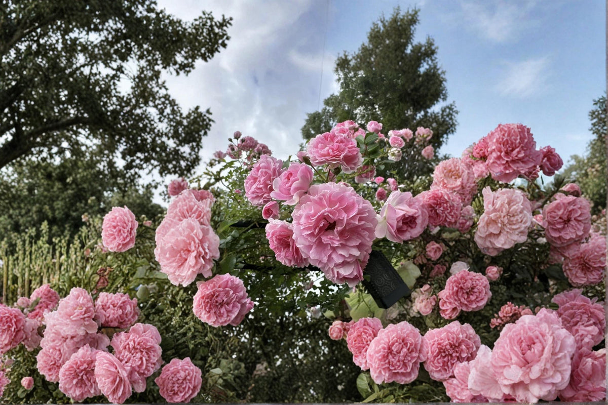 Pink Pine Rose Climbing Rose Cuttings, Heirloom Rosa spp., Pink Blooms, Garden Trellis & Arbors
