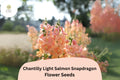 Chantilly Light Salmon Snapdragon Seeds | Antirrhinum majus | Tall, Fragrant, Pollinator-Friendly Flowers for Garden & Cut Flowers