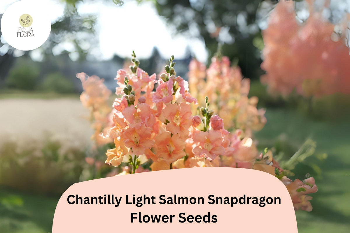 Chantilly Light Salmon Snapdragon Seeds | Antirrhinum majus | Tall, Fragrant, Pollinator-Friendly Flowers for Garden & Cut Flowers