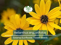 Helianthus angustifolius Swamp Sunflower Seeds 250 mg Native Wildflower for Wetlands & Pollinator Gardens