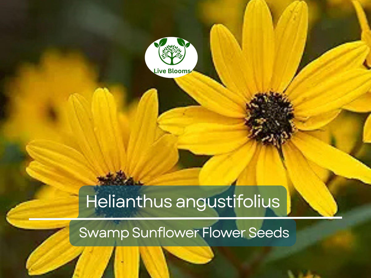 Helianthus angustifolius Swamp Sunflower Seeds 250 mg Native Wildflower for Wetlands & Pollinator Gardens