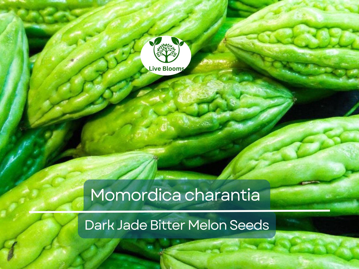 Bitter Melon Seeds Dark Jade Hybrid Non-GMO Momordica charantia for Gardening, Cooking & Health