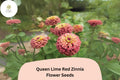 100+ Queen Lime Red Zinnia Seeds – Zinnia elegans ‘Queen Lime Red’ – Red and Lime-Green Blooms for Garden, Borders & Cut Flowers