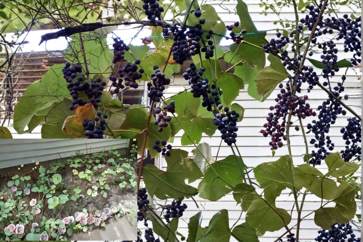 Concord Grape Vine Cuttings 12" Vitis labrusca Fresh Scion Wood for Grafting & Propagation
